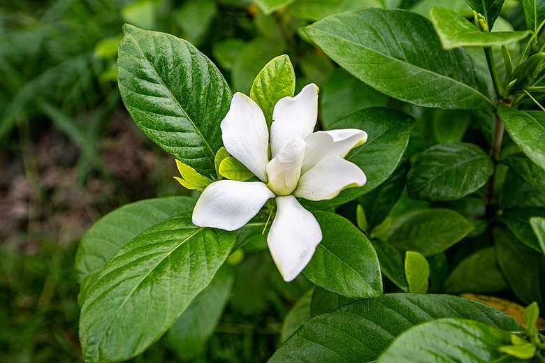 點我看大圖 初夏花與蝶的邂逅