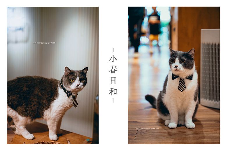 點我看大圖 走進綠意的台北慢時光 - 與貓咪的午後約會丨民生社區