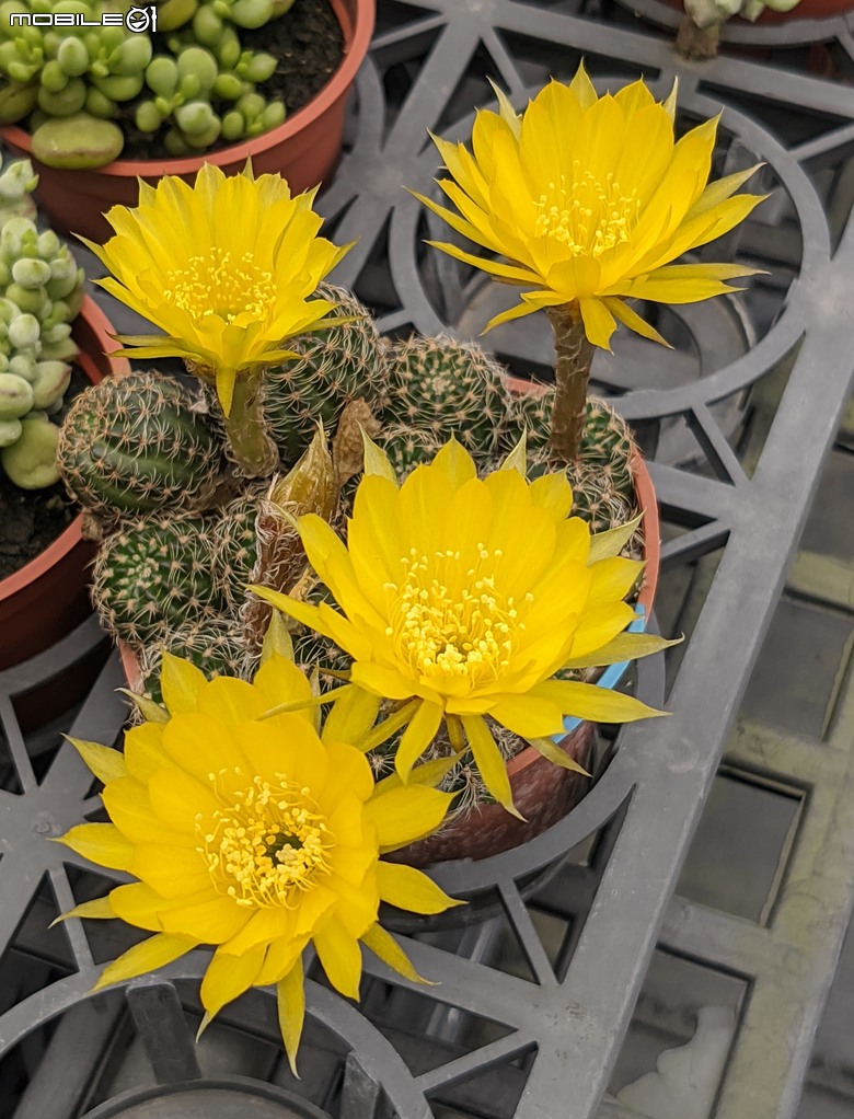 多肉植物開花 台南市歸仁區七甲花卉區 06/14