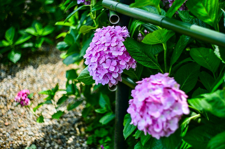 京都市區紫陽花名所採點介紹-藤森神社與智積院