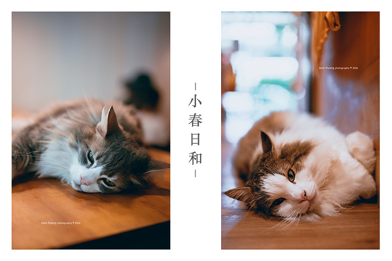 點我看大圖 走進綠意的台北慢時光 - 與貓咪的午後約會丨民生社區