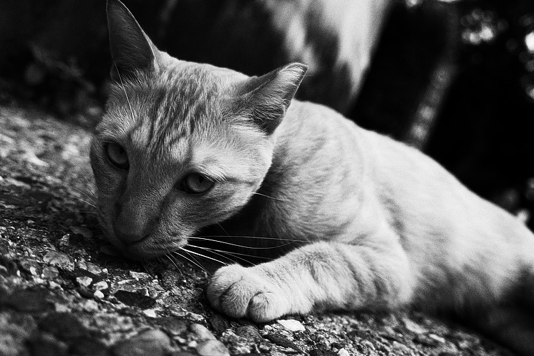 RICOH GR IV Monochrome 評測報告｜以純粹光影、譜寫口袋裡的黑白詩篇！