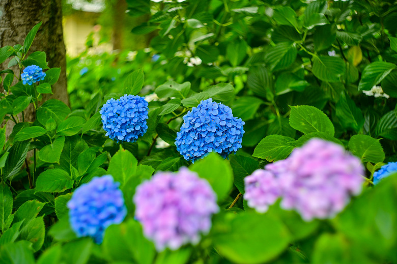 京都市區紫陽花名所採點介紹-藤森神社與智積院