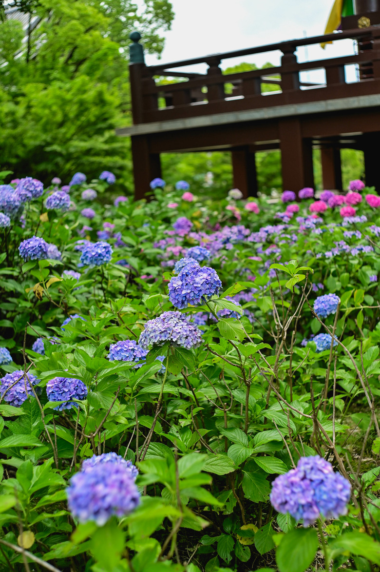 京都市區紫陽花名所採點介紹-藤森神社與智積院