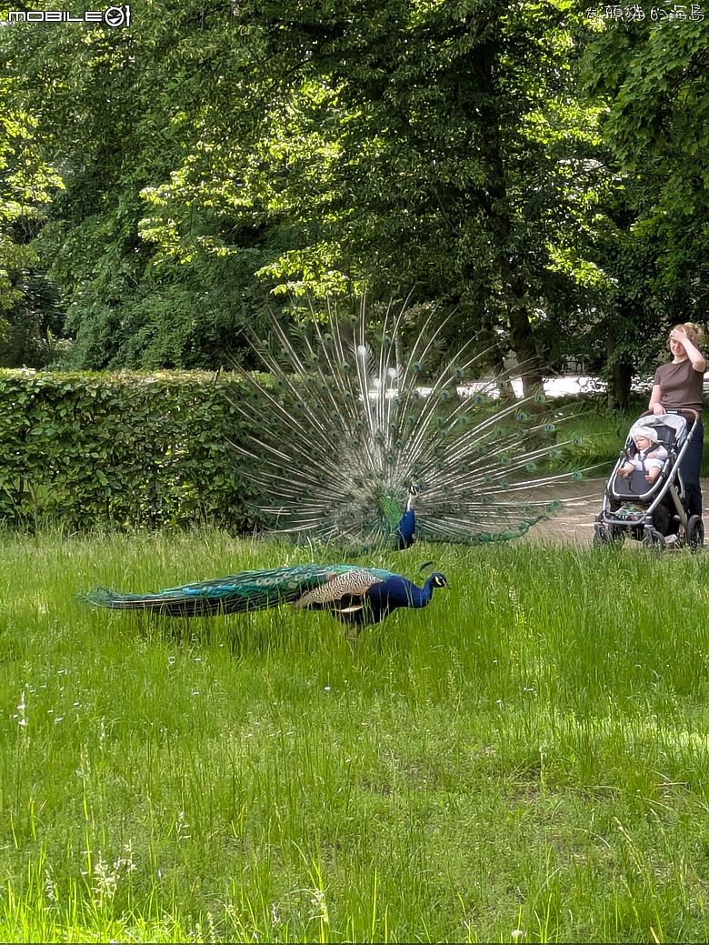 波蘭: 瓦津基公園 (Poland: Łazienki Park)