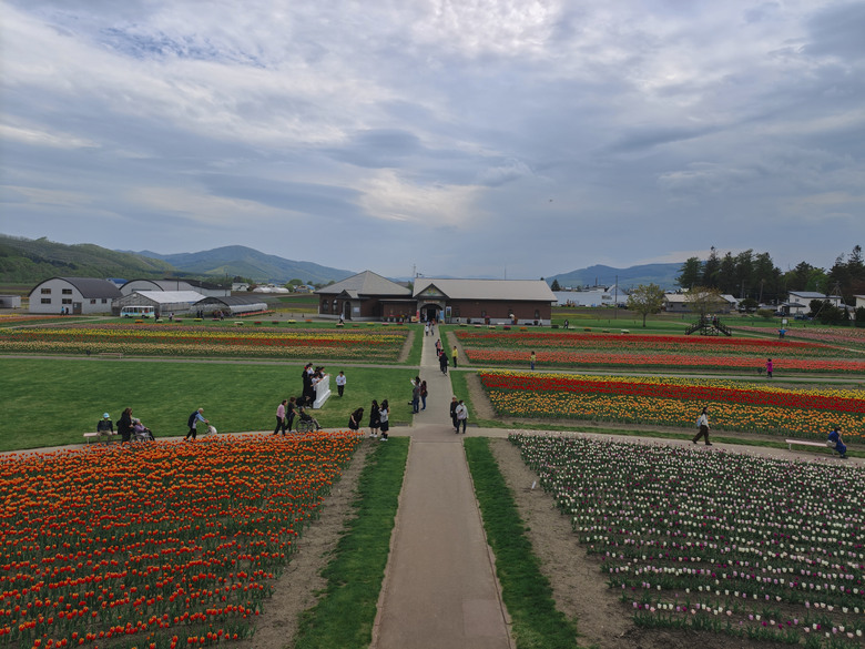 點我看大圖 日本-北海道 五月賞芝櫻&鬱金香 |東藻琴芝櫻|瀧上公園|上湧別町鬱金香