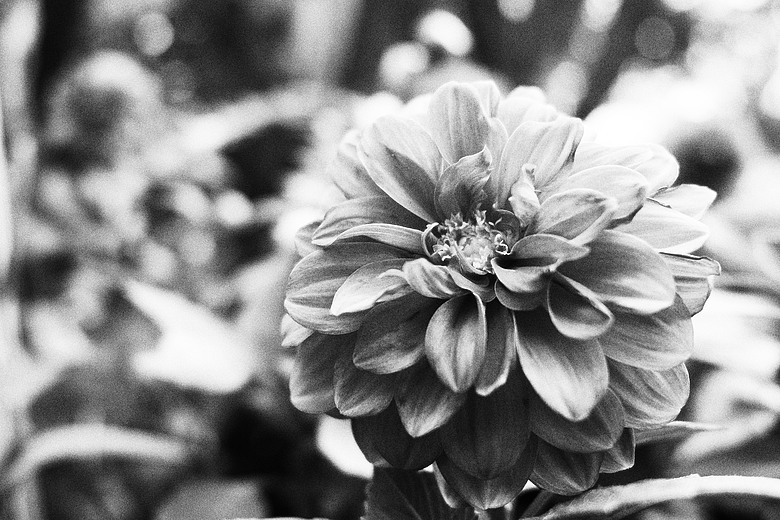 RICOH GR IV Monochrome 評測報告｜以純粹光影、譜寫口袋裡的黑白詩篇！