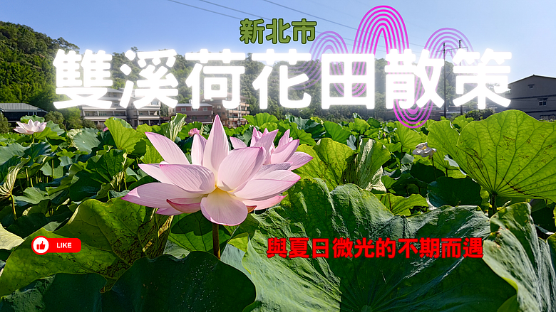 【雙溪🪷 荷花田散策】盛夏的詩意筆觸：與夏日微光的不期而遇 #安哥遊蹤
