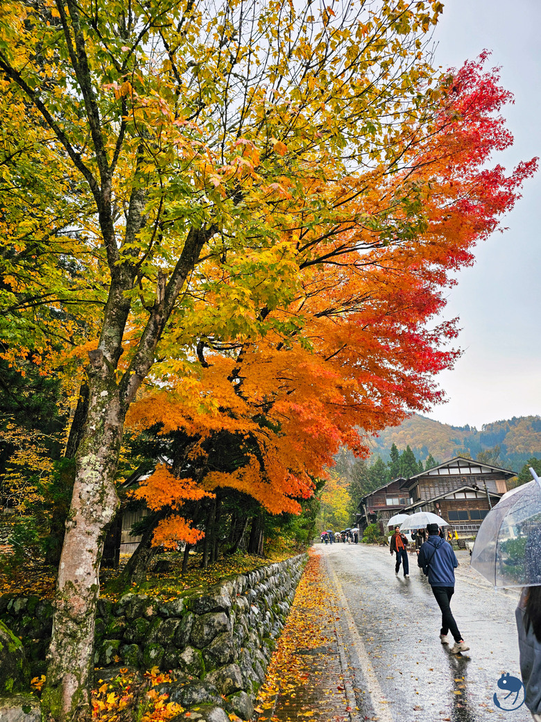 日本-岐阜大野|*暖紅山谷裡的茅葺小屋* 白川鄉合掌村 白川郷合掌造