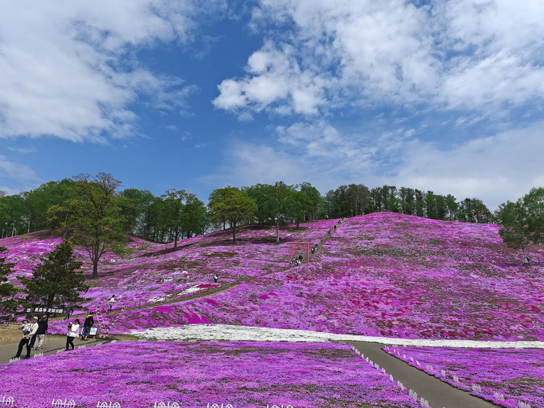 點我看大圖 日本-北海道 五月賞芝櫻&鬱金香 |東藻琴芝櫻|瀧上公園|上湧別町鬱金香