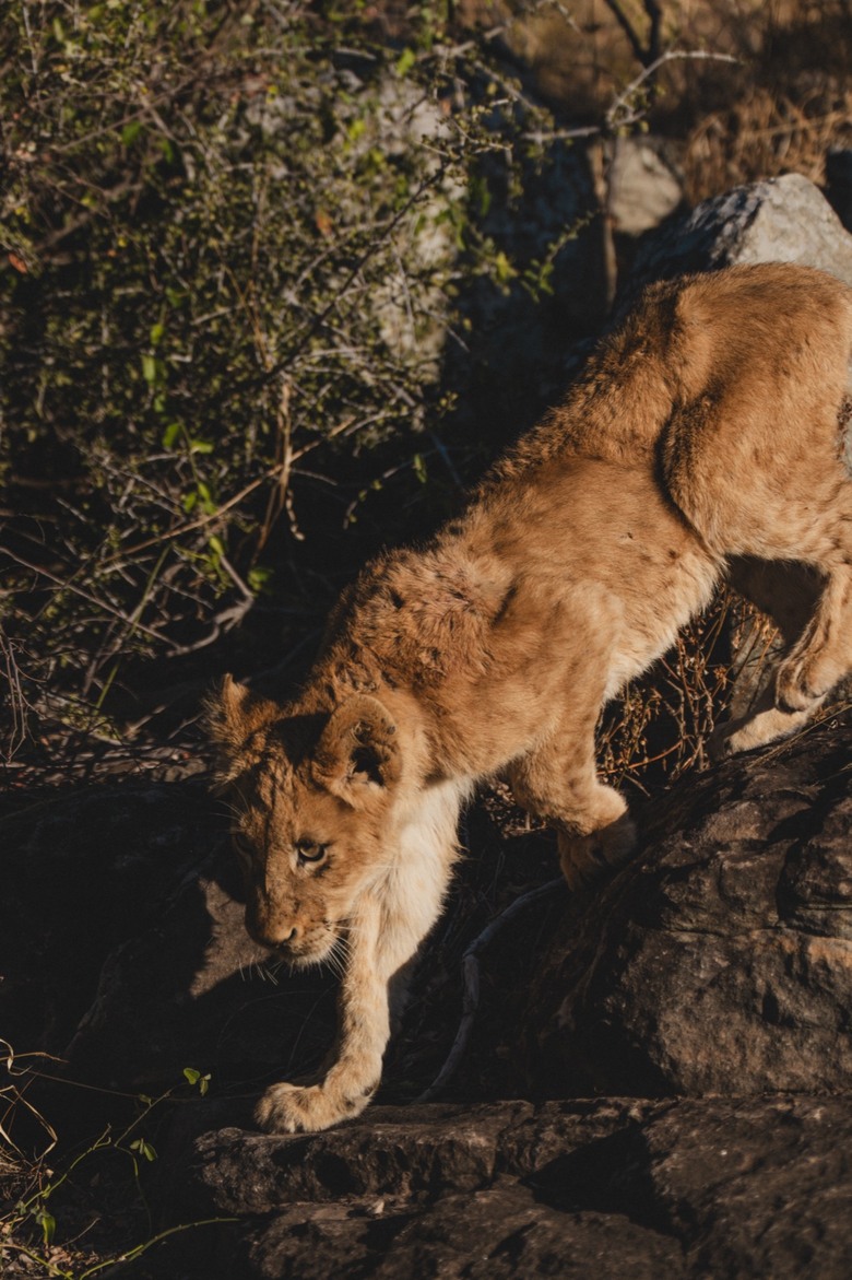 第一次去非洲就遇到獅子!南非 Safari 追尋 Big Five,牠離我只隔一扇車門