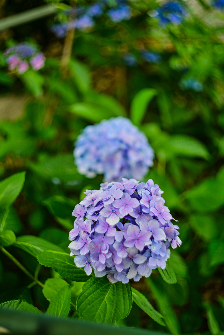 京都市區紫陽花名所採點介紹-藤森神社與智積院