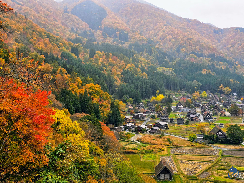 日本-岐阜大野|*暖紅山谷裡的茅葺小屋* 白川鄉合掌村 白川郷合掌造
