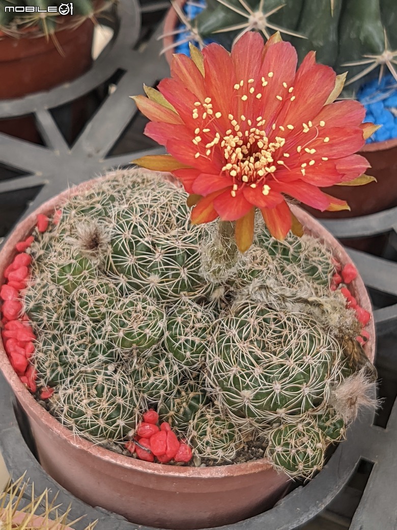 多肉植物開花 台南市歸仁區七甲花卉區 06/14