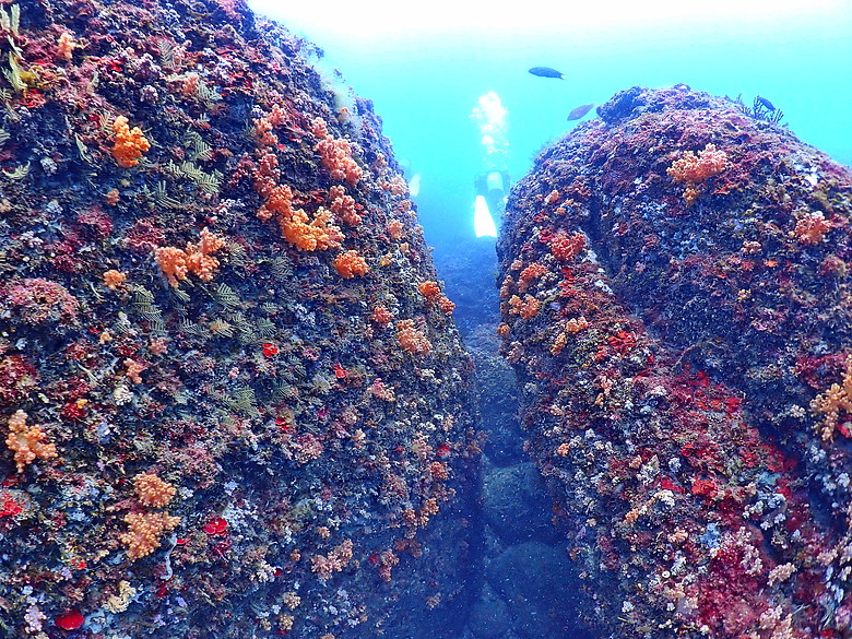 點我看大圖 (映像海洋) 一探油庫口海底花椰菜山丘 in 大坪海岸