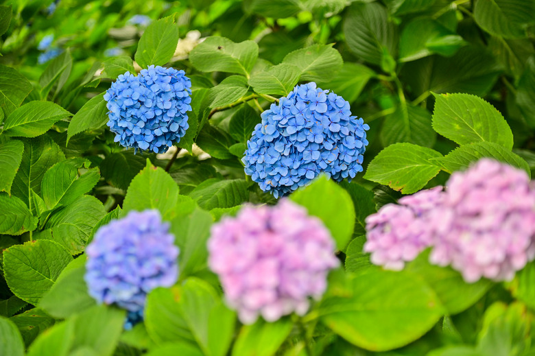 京都市區紫陽花名所採點介紹-藤森神社與智積院