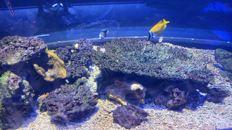 台中海洋館開箱｜票價值得嗎？水母館、親子玩水區、必拍亮點一次看 | Luna Ultra 4K 沉浸全開