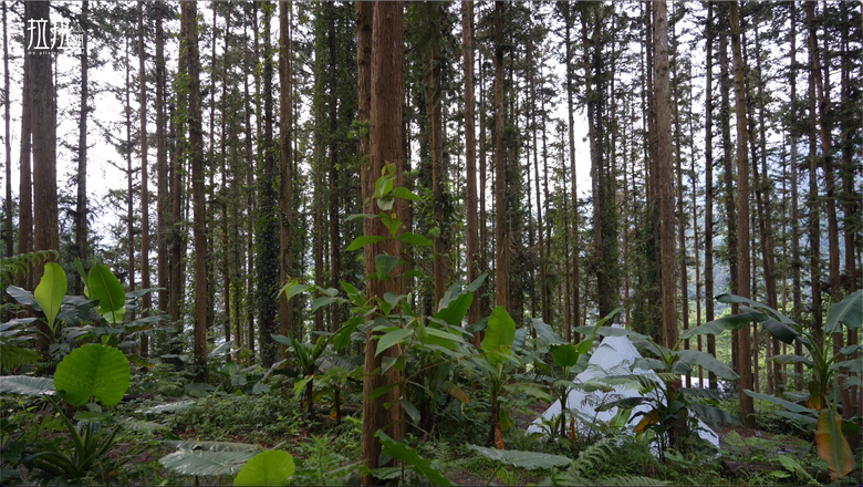 【原始森林住一晚】在無電營區享受獨露的愜意｜青蛙飛蛾馬陸來作伴｜森林中的藍色金字塔帳 好美