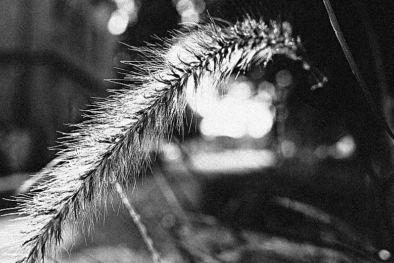 RICOH GR IV Monochrome 評測報告｜以純粹光影、譜寫口袋裡的黑白詩篇！