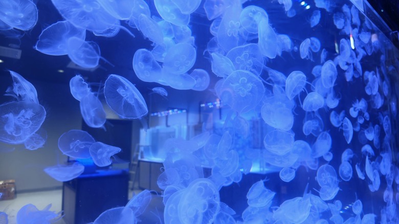 台中海洋館開箱｜票價值得嗎？水母館、親子玩水區、必拍亮點一次看 | Luna Ultra 4K 沉浸全開