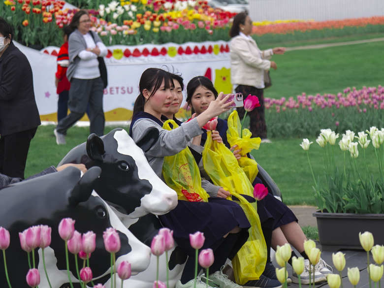 點我看大圖 日本-北海道 五月賞芝櫻&鬱金香 |東藻琴芝櫻|瀧上公園|上湧別町鬱金香