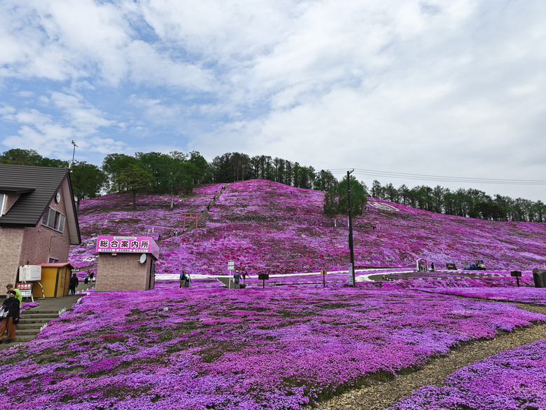 點我看大圖 日本-北海道 五月賞芝櫻&鬱金香 |東藻琴芝櫻|瀧上公園|上湧別町鬱金香