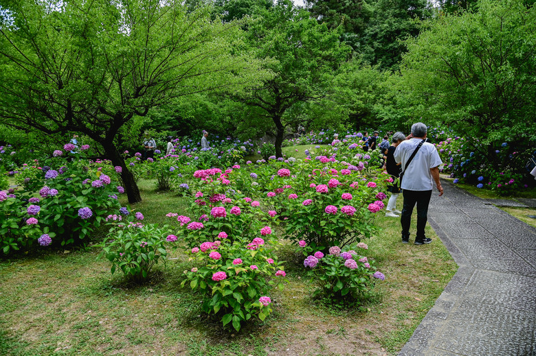京都市區紫陽花名所採點介紹-藤森神社與智積院