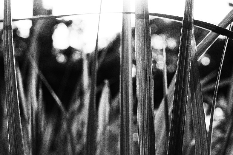 RICOH GR IV Monochrome 評測報告｜以純粹光影、譜寫口袋裡的黑白詩篇！