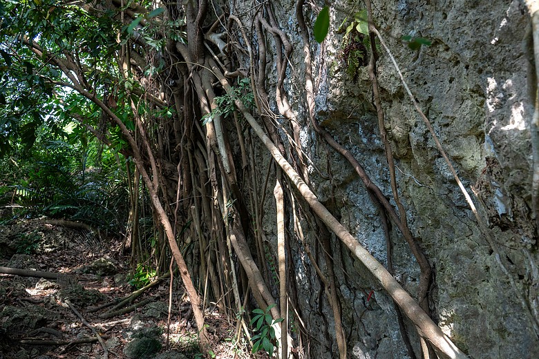爬山看護國神山(一)