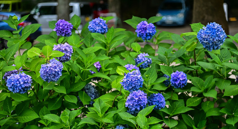 京都市區紫陽花名所採點介紹-藤森神社與智積院