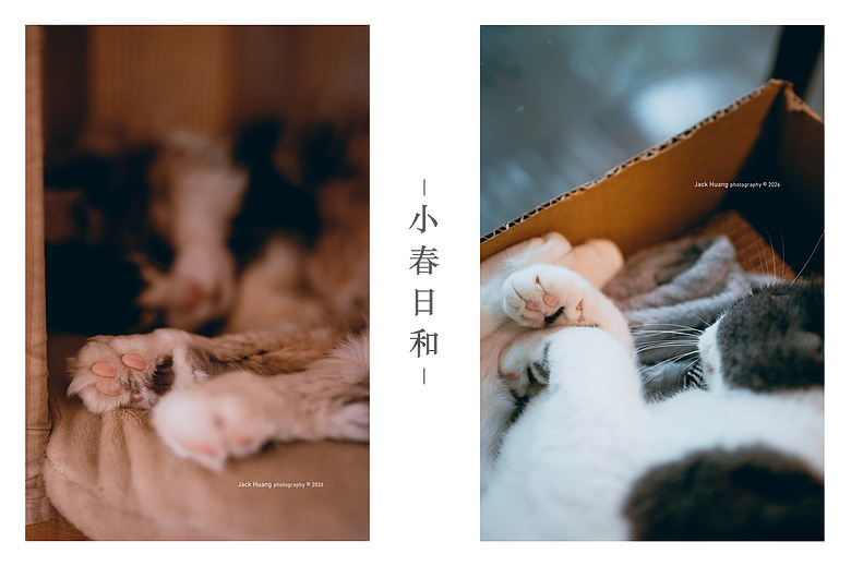 點我看大圖 走進綠意的台北慢時光 - 與貓咪的午後約會丨民生社區