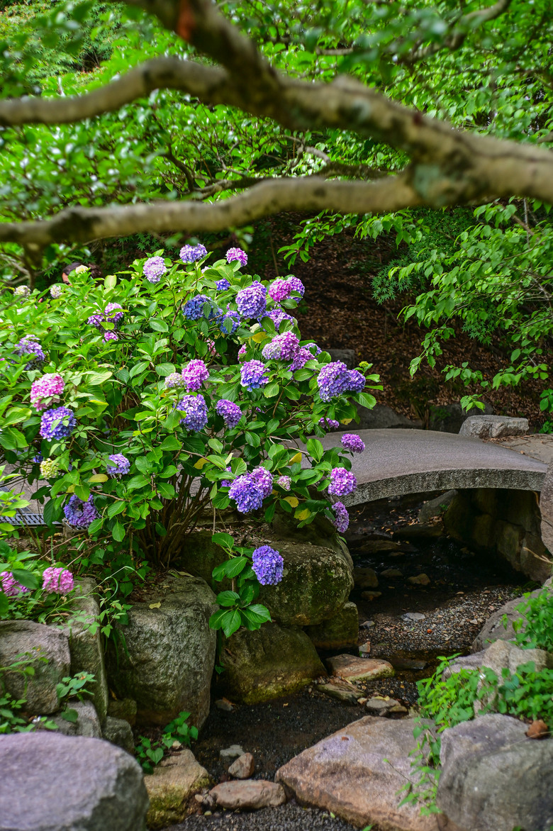 京都市區紫陽花名所採點介紹-藤森神社與智積院