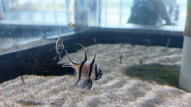 台中海洋館開箱｜票價值得嗎？水母館、親子玩水區、必拍亮點一次看 | Luna Ultra 4K 沉浸全開