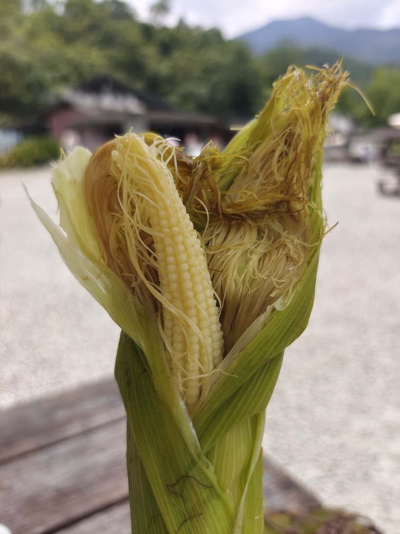 麻繩理工學院深入研究-小雲豹清水地熱麻袋與棉袋之煮食比較