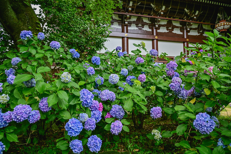 京都市區紫陽花名所採點介紹-藤森神社與智積院
