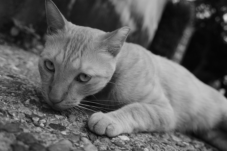 RICOH GR IV Monochrome 評測報告｜以純粹光影、譜寫口袋裡的黑白詩篇！
