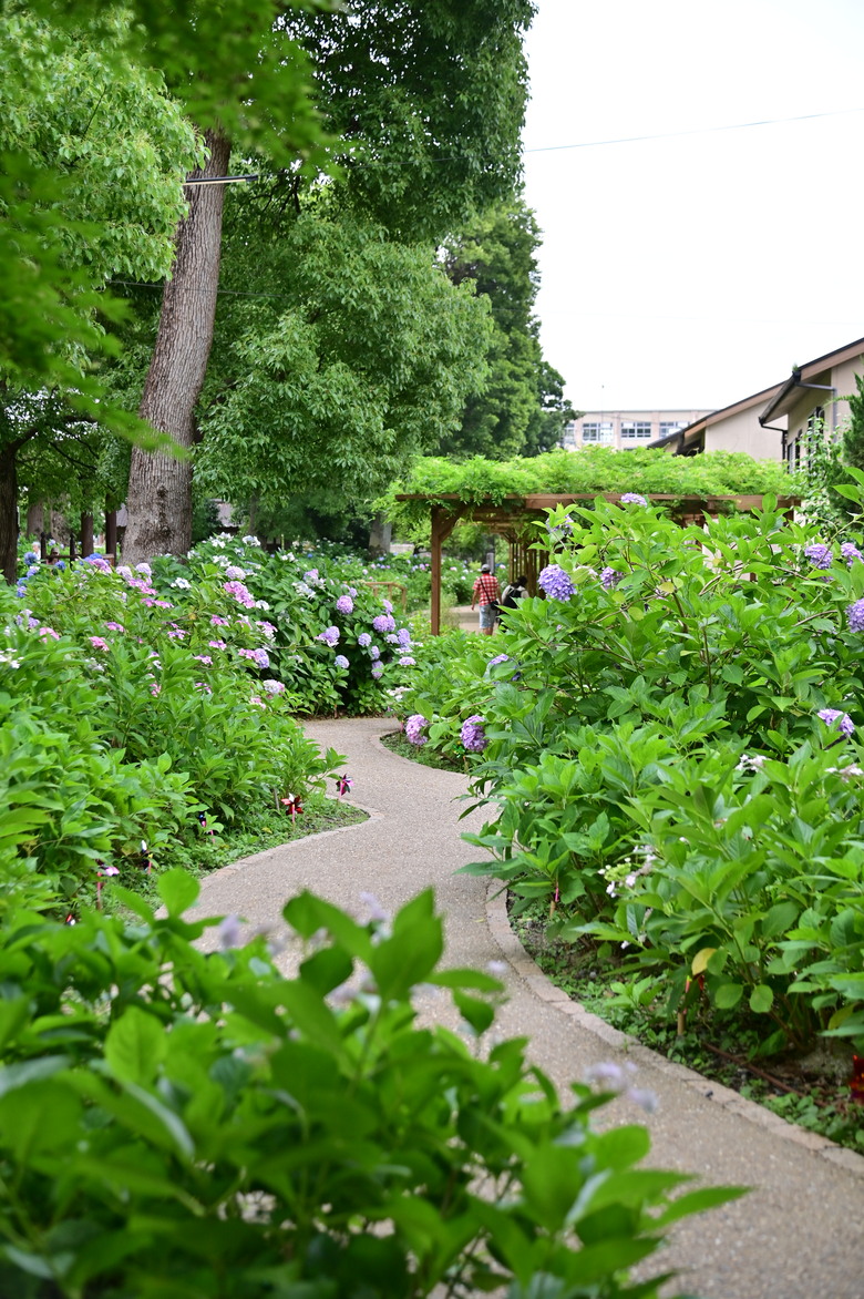 京都市區紫陽花名所採點介紹-藤森神社與智積院