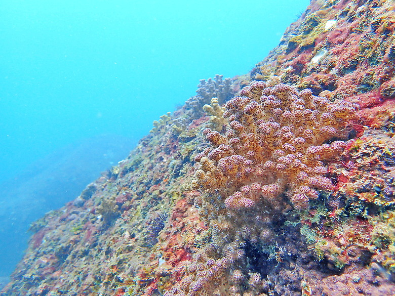 點我看大圖 (映像海洋) 一探油庫口海底花椰菜山丘 in 大坪海岸