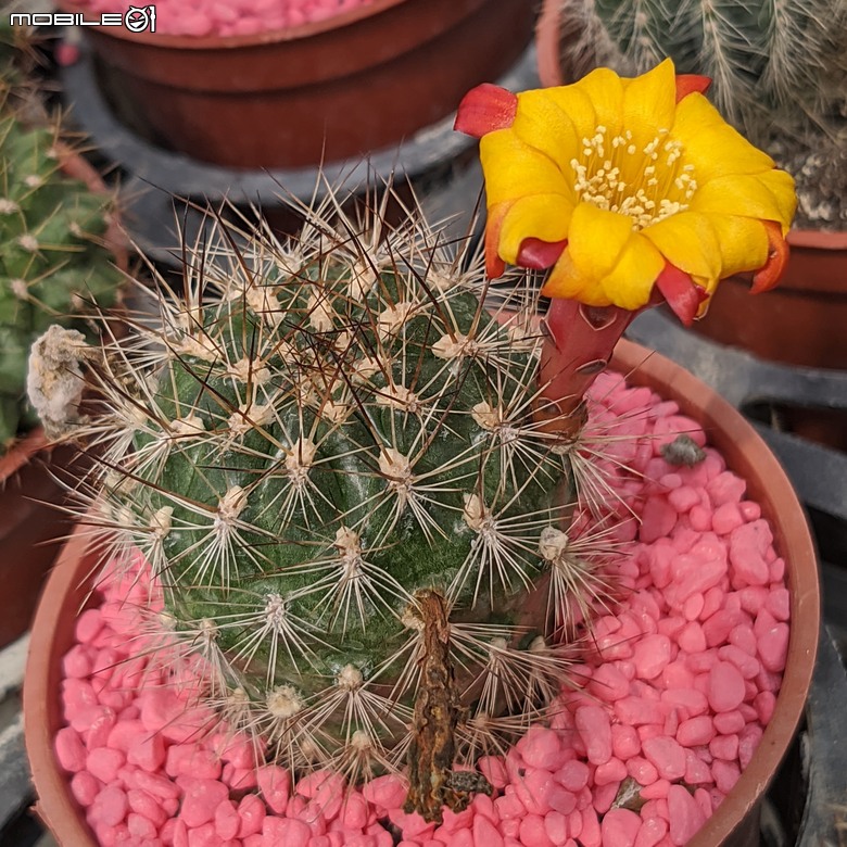 多肉植物開花 台南市歸仁區七甲花卉區 06/14