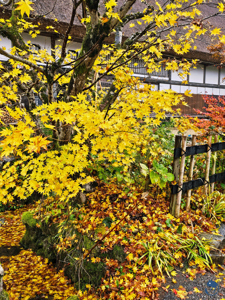 日本-岐阜大野|*暖紅山谷裡的茅葺小屋* 白川鄉合掌村 白川郷合掌造