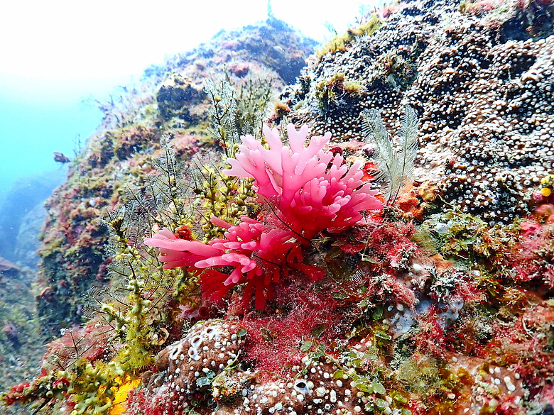點我看大圖 (映像海洋) 一探油庫口海底花椰菜山丘 in 大坪海岸