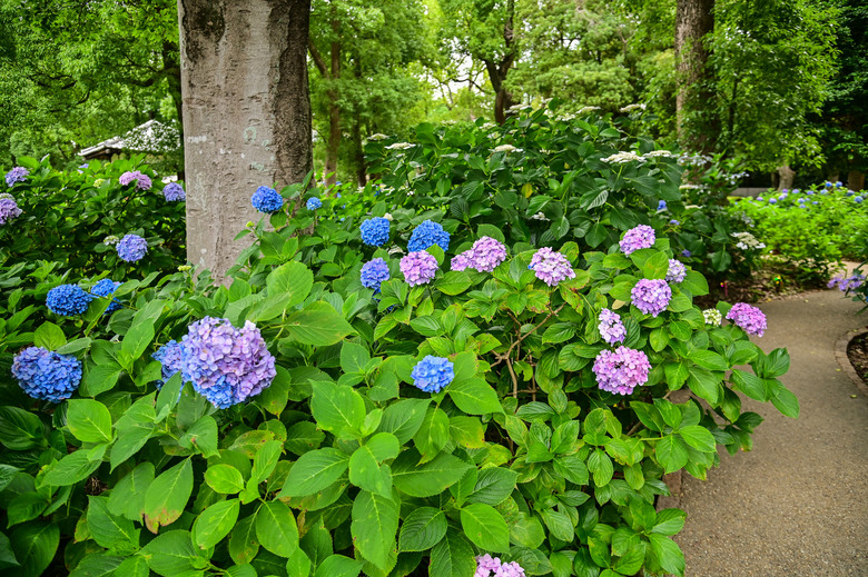 京都市區紫陽花名所採點介紹-藤森神社與智積院