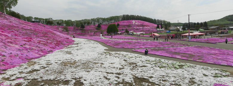 日本-北海道 五月賞芝櫻&鬱金香 ｜東藻琴芝櫻｜瀧上公園｜上湧別町鬱金香