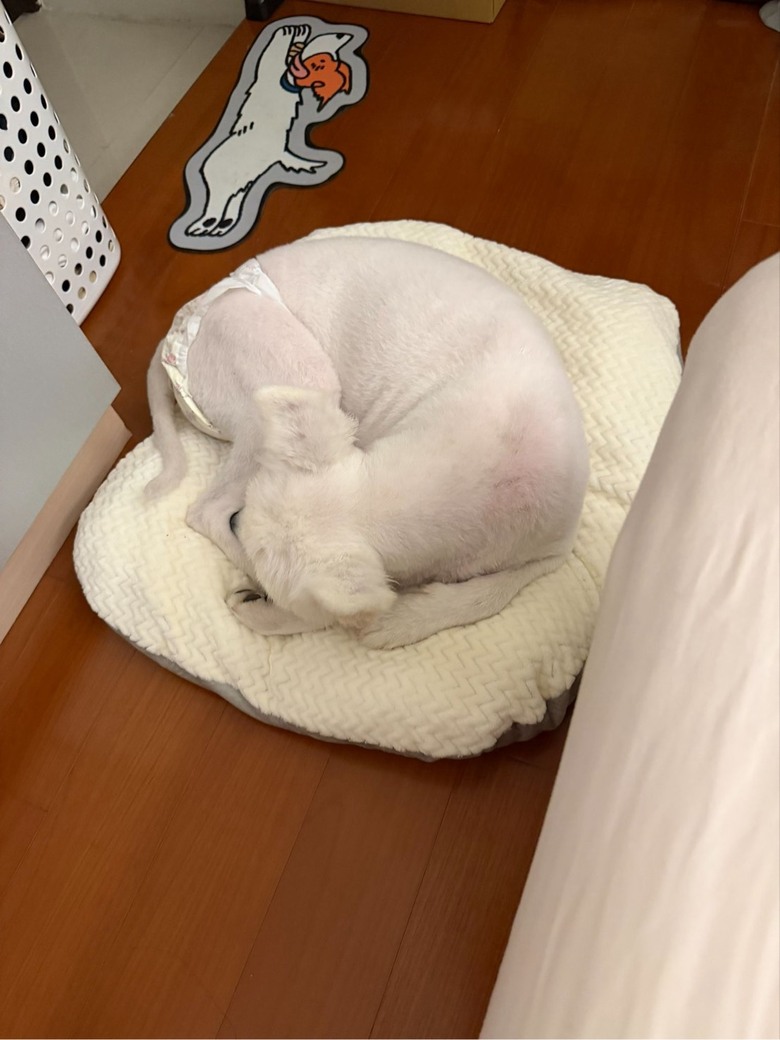 感謝寵物宮廟保生大帝的保佑!!