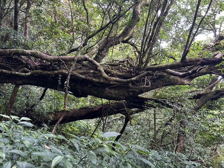 瑯 嶠 首 岳 - 里 龍 山 (小百岳編號80)