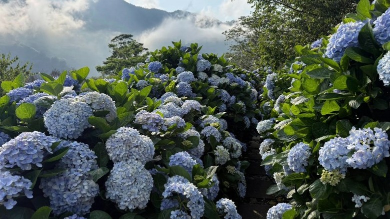 台東太麻里初夏最美花景!青山農場1.5公里森林花徑浪漫盛開