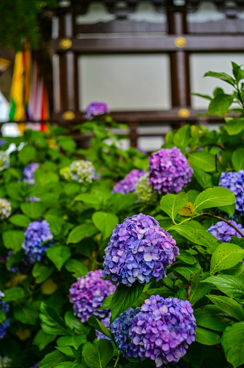 京都市區紫陽花名所採點介紹-藤森神社與智積院