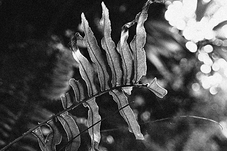 RICOH GR IV Monochrome 評測報告｜以純粹光影、譜寫口袋裡的黑白詩篇！