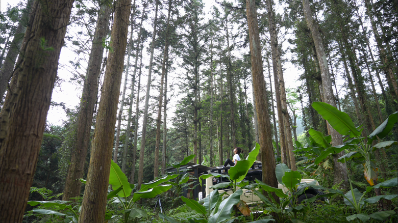 【原始森林住一晚】在無電營區享受獨露的愜意｜青蛙飛蛾馬陸來作伴｜森林中的藍色金字塔帳 好美
