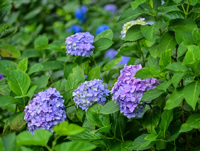 京都市區紫陽花名所採點介紹-藤森神社與智積院